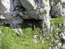 Серна-кавказская_группа